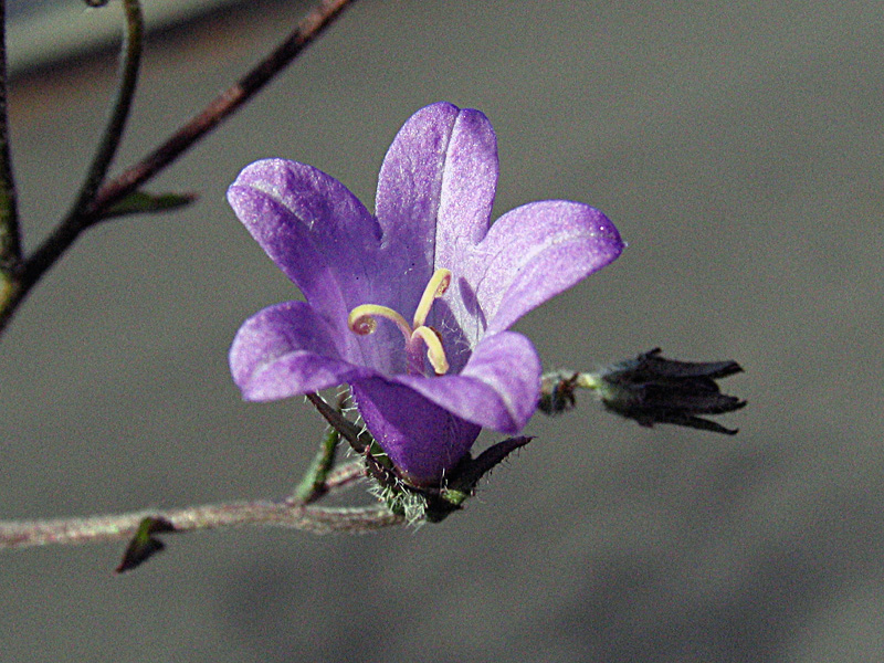Campanula sibirica / Campanula siberiana